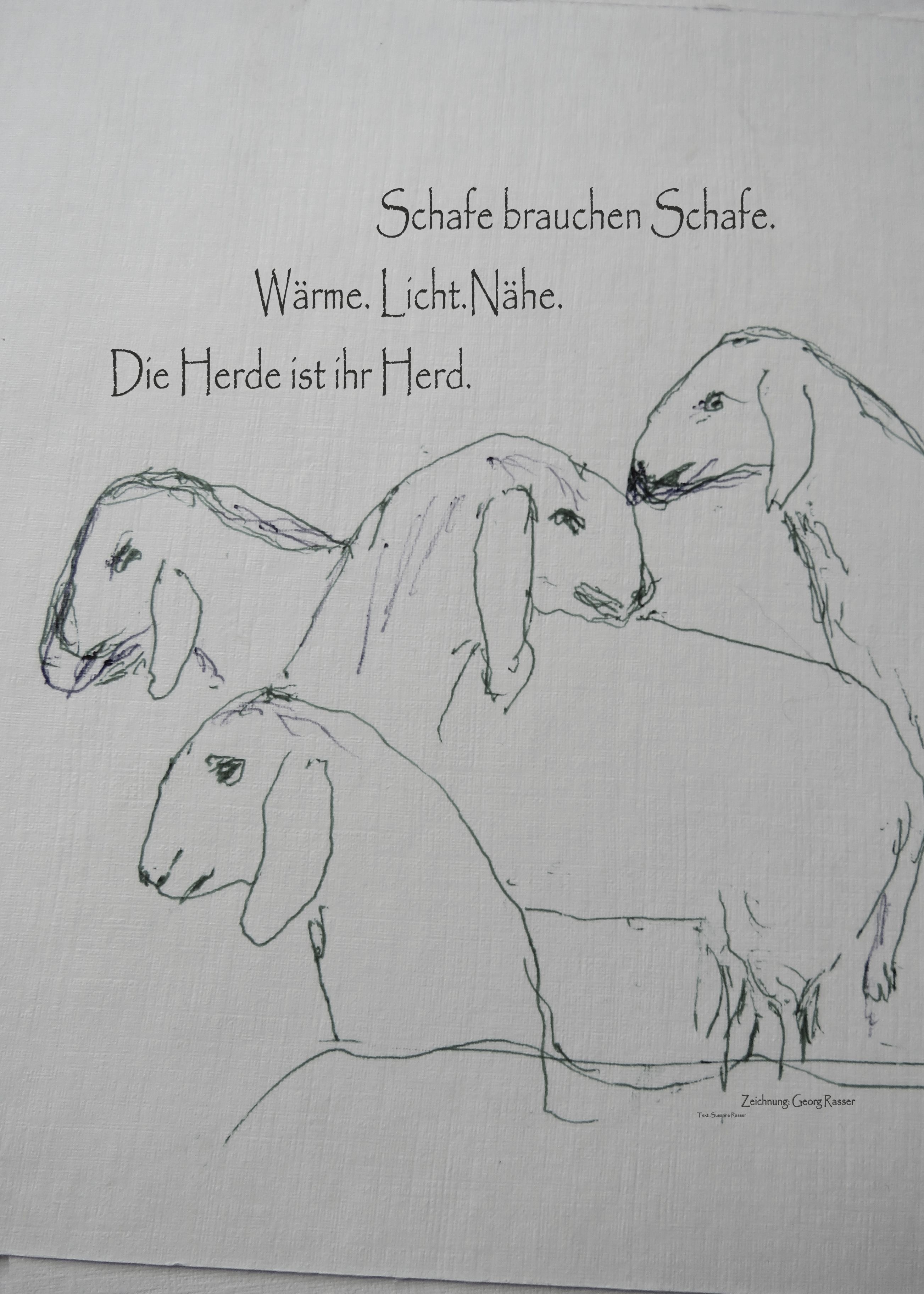 Schaf Ausstellung